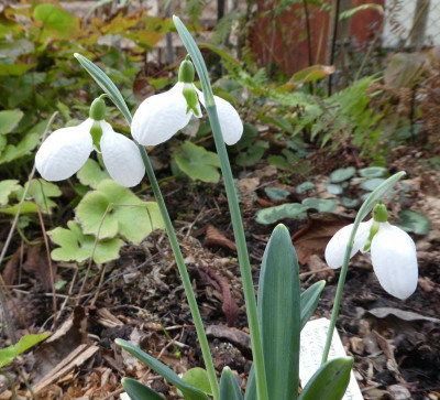 Galanthus 'Three Ships' 200115.jpg