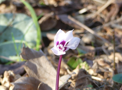 2020-01-16 Cyclamen coum 3.jpg