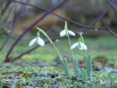 2020-01-16 Galanthus elwesii 1.jpg