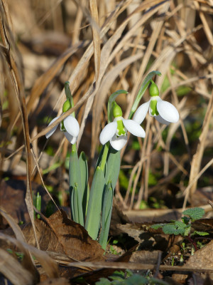 2020-01-16 Galanthus elwesii 2.jpg