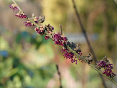 2020-01-16 Hamamelis 'Amethyst' 1.jpg