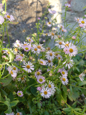 2020-01-16 Erigeron annuus.jpg