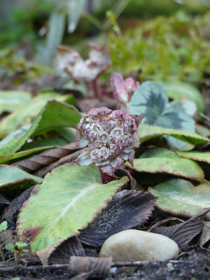 2020-01-16 Chrysosplenium macrophyllum 1.jpg