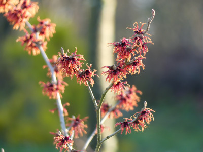 2020-01-16 Hamamelis 'Old Copper' 3.jpg