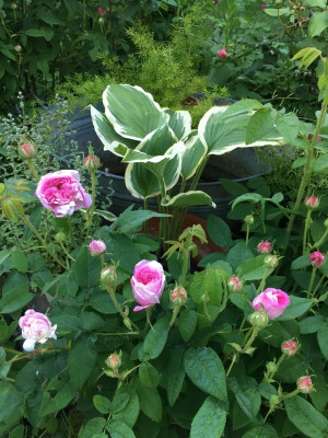2019-06-03 026.JPG