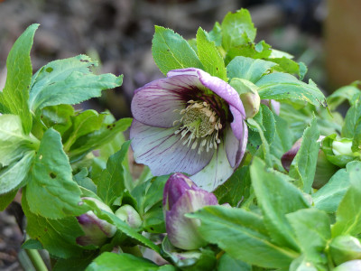 2020-01-16 Helleborus x hybridus.jpg