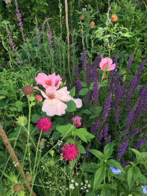 2019-06-03 070.JPG