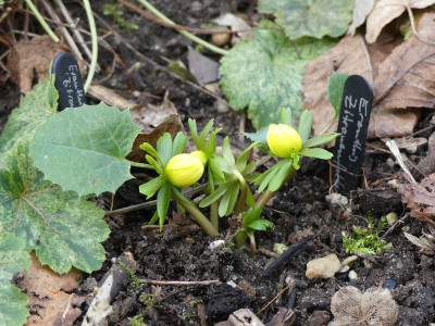 2020-01-15 Eranthis 'Zitronenfalter'.jpg