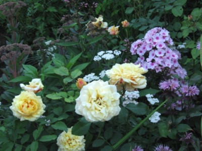 Caramela_mit_Phlox_und_Mornade.jpg