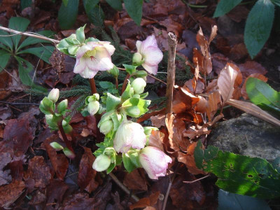 DSC07562.JPG