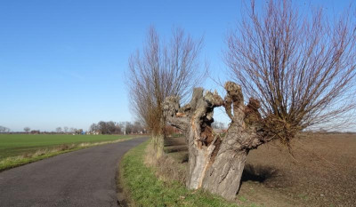 weiden01.jpg