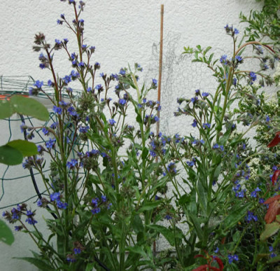 Italienische_Ochsenzunge_X0010___S4_3122.jpg
