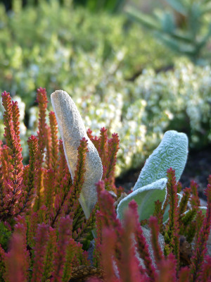 2020-01-16 Gartenimpressionen 1.jpg