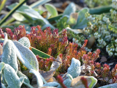 2020-01-16 Gartenimpressionen 2.jpg
