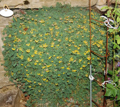 Schopfiger_Hufeisenklee_X0010__T_3200.jpg