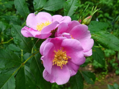 Wildrose_Ga_RIMG0239.JPG