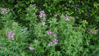 Nachtviole_X0010__S_3077.jpg