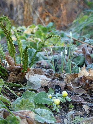 2020-01-17 Gartenimpressionen 1.jpg