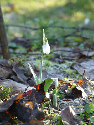 2020-01-17 Gartenimpressionen 2.jpg