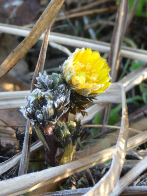 2020-01-17 Adonis 'Fukujukai' (A. amurensis hort.).jpg