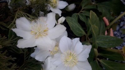 Helleborus 20200115_092355.jpg