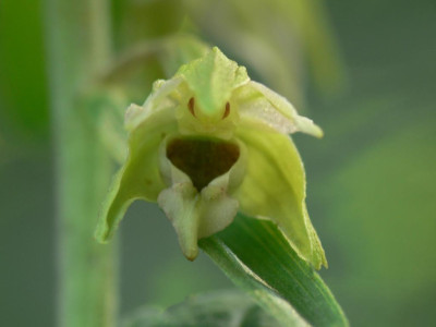 Epipactis_helleborine.JPG