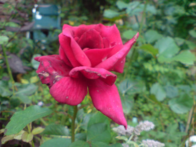 rotes_duftwunder_unbekannt.JPG