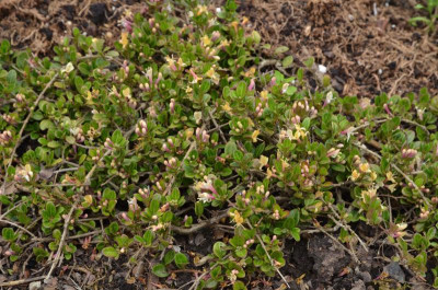 Lonicera_crassifolia-LittleHoney.16-1.jpg