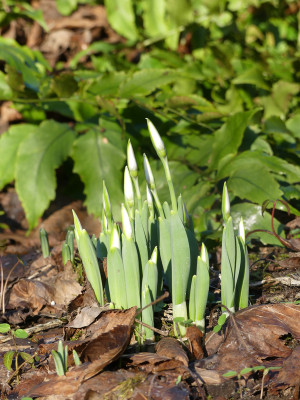 2020-01-17 Galanthus elwesii 1.jpg