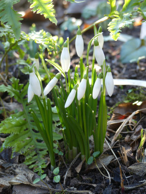 2020-01-17 Galanthus 'Anglesey Abbey' 1.jpg