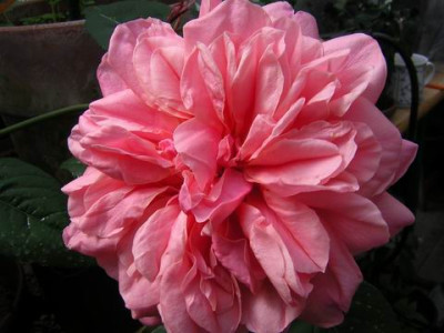 GroenanderungDSCN1677.JPG