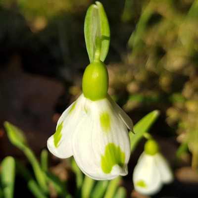 Galanthus 'Trimmer'_141458.jpg