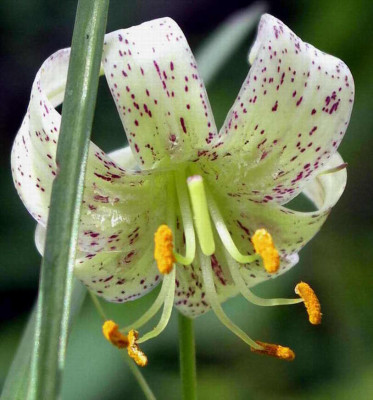 Lilium_fargesii_2007-07-08.JPG