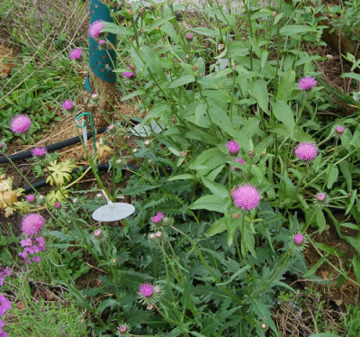 Berg-Distel_X0010__S4_3340.jpg
