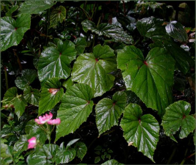 Begonia.JPG