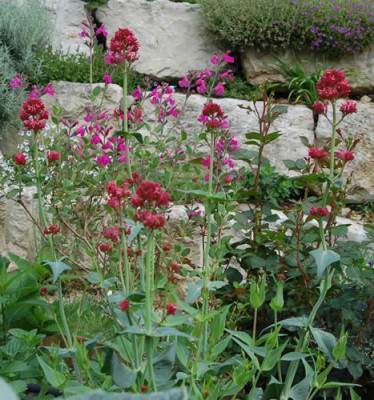Spornblume_X0010__N_3450.jpg