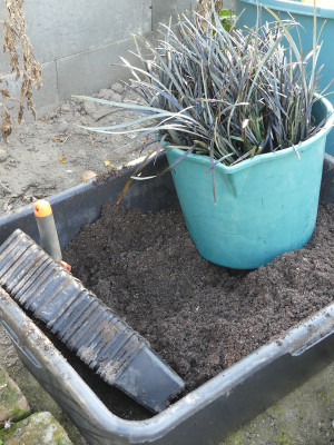 2020-01-18 Ophiopogon 1.jpg