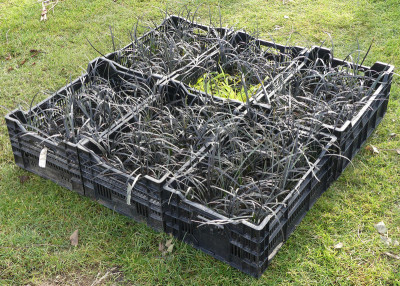 2020-01-18 Ophiopogon 2.jpg