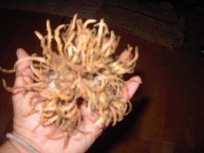 PICT2803.JPG