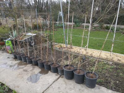Stachelbeeren 20119.jpg