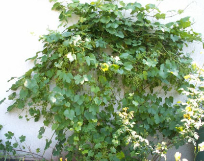 wein_gesamt.jpg
