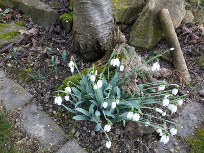 Galanthus200119.jpg