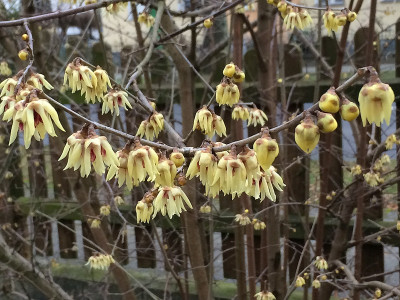 2020 01 19 Chimonanthus heute.jpg