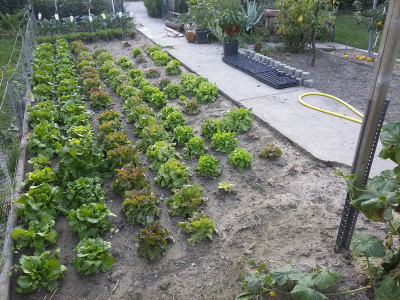 Salat Biozuchtlinien.jpg