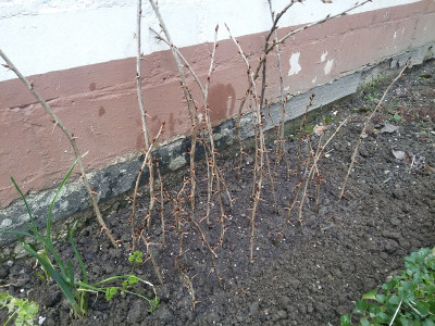 Stachelbeeren 180114.jpg