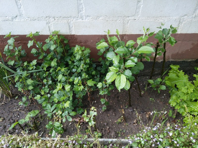 Stachelbeeren 20180503.jpg