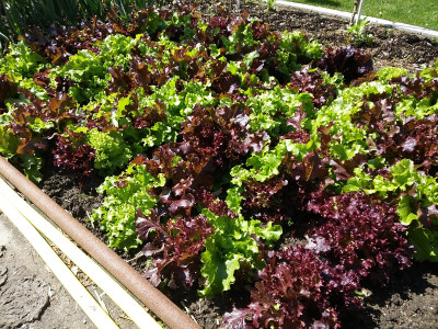 Schnittsalat 20190428.jpg