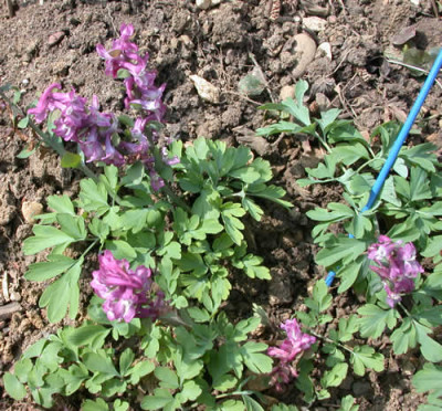Hohlkopfiger_Lerchensporn_X0010__N_32781.jpg