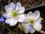 aa0014424.jpg