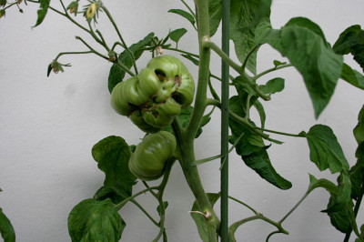 Tomaten00607.jpg